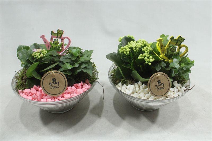 <h4>7260 GLAS 20 ROZE/WIT</h4>