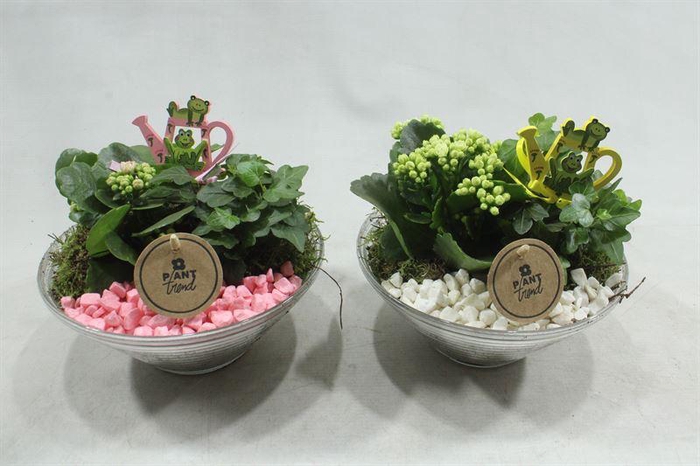 <h4>3455 GLAS 20 RO/WIT</h4>