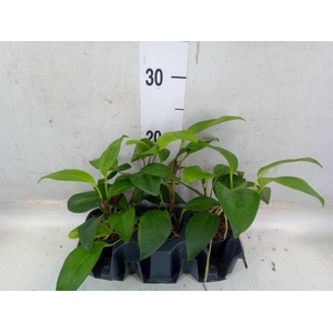 Planten Groen   ...L%