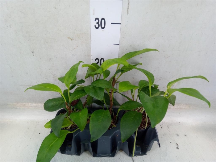 <h4>Planten Groen   ...L%</h4>