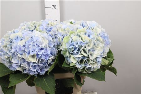 <h4>Hydr Cl M Vere Bl</h4>