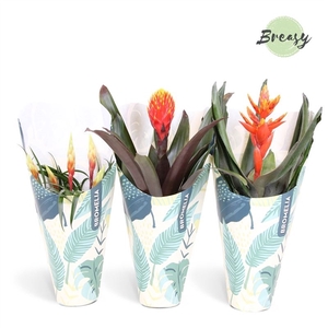Bromelia Royal Nature - 12cm in Kraft | Mimesis