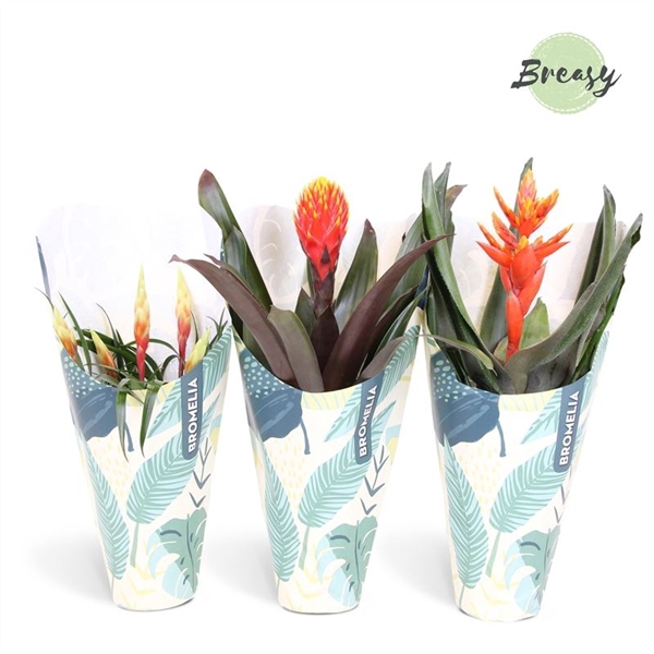 <h4>Bromelia Royal Nature - 12cm in Kraft | Mimesis</h4>