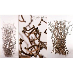 Corylus Av Contorta 80cm X50
