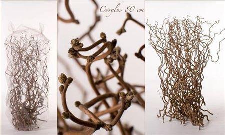 <h4>Corylus Av Contorta 80cm X50</h4>