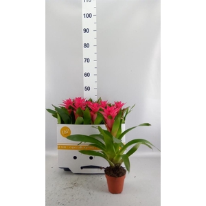 Guzmania   ...