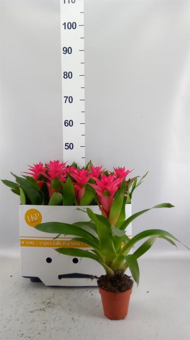 <h4>Guzmania   ...</h4>