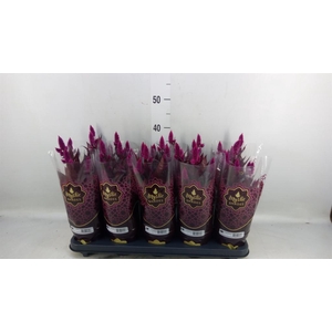 Celosia spic. 'Mystic Shades'