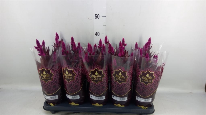 <h4>Celosia spic. 'Mystic Shades'</h4>