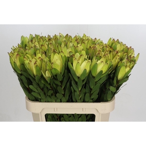 Leucadendron Goldstrike