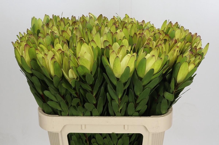<h4>Leucadendron Goldstrike</h4>