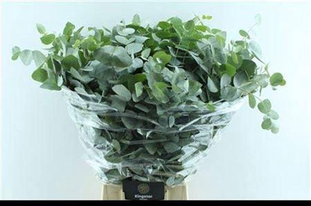 <h4>EUC CINEREA PER BOS</h4>