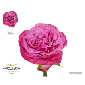 Rosa Garden Country Blues
