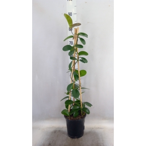 Hoya australis