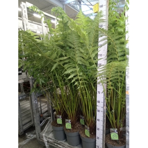 Dicksonia antarctica