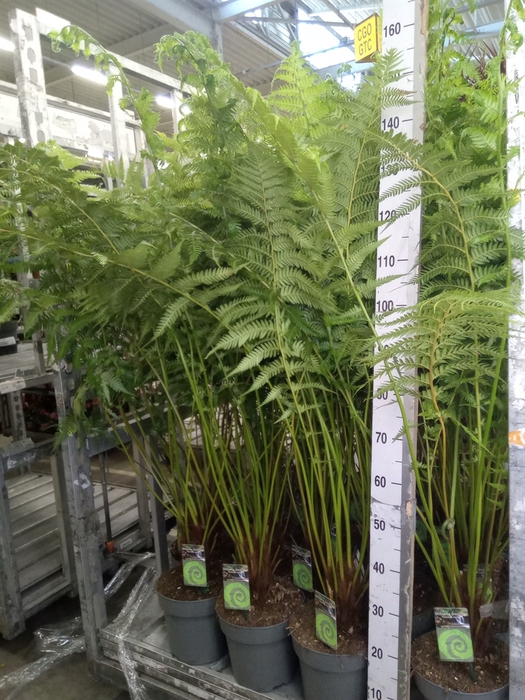 <h4>Dicksonia antarctica</h4>