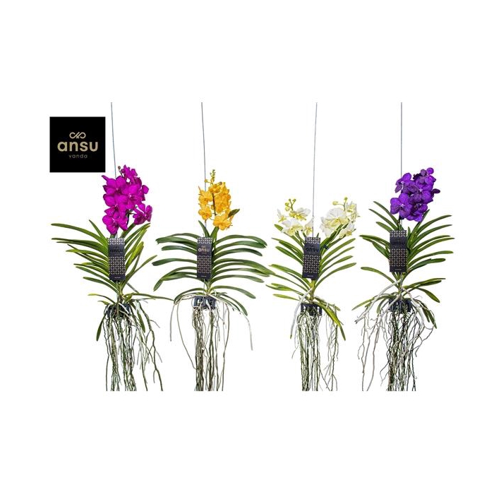 <h4>Vanda Mix Medium - Colour Mix</h4>