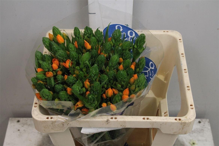 <h4>Ornit Db Sunshine</h4>