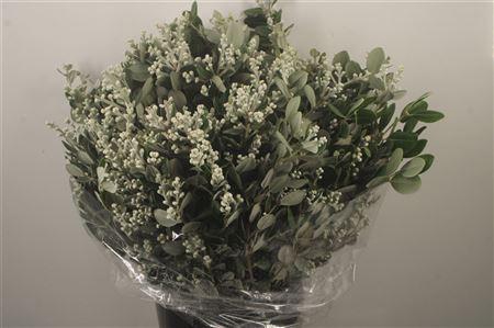 <h4>Pitto Ralphi Per Bunch 400 Gram</h4>