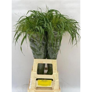 Panic Vi Fontaine Hollandse