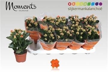 <h4>KAL GE SUMO ORANGE</h4>