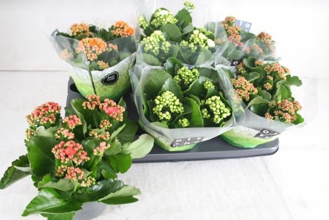 <h4>KAL GE GEM 4 KL</h4>