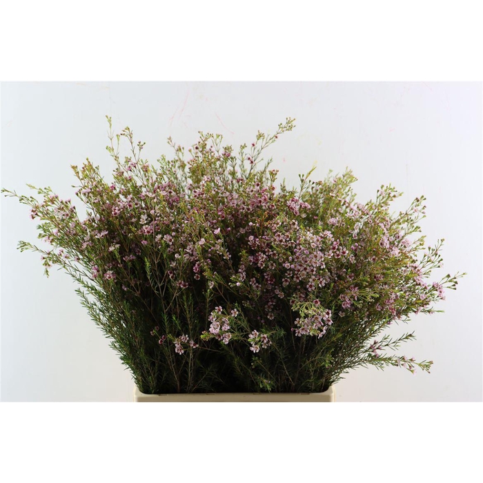 <h4>Chame Un Early Nir</h4>