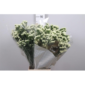 Lim S Starlight Wings