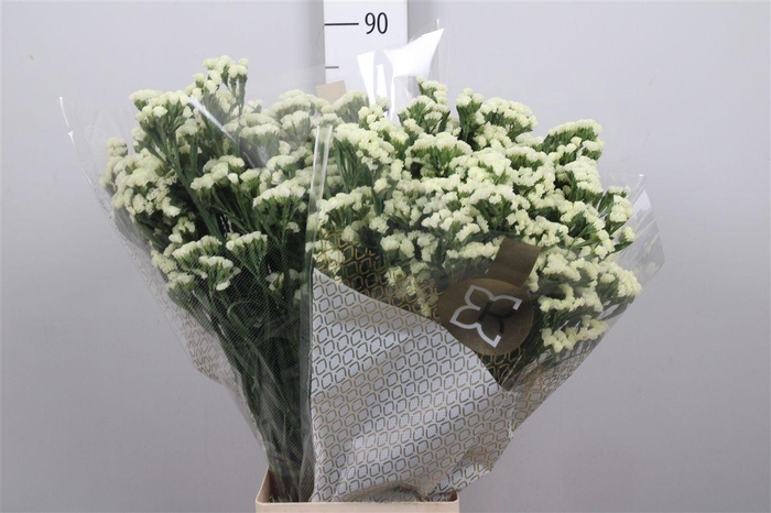 <h4>Lim S Starlight Wings</h4>