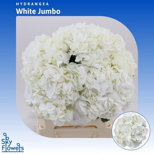 Hydrangea White