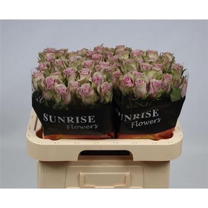 R Gr Samantha Bridal