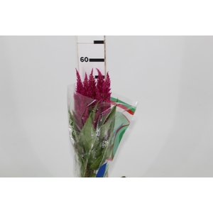 CELOSIA PLUMOSA 050 CM PINK