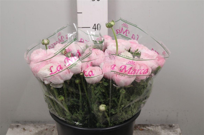 <h4>Ran Cl Su Nebbia S</h4>