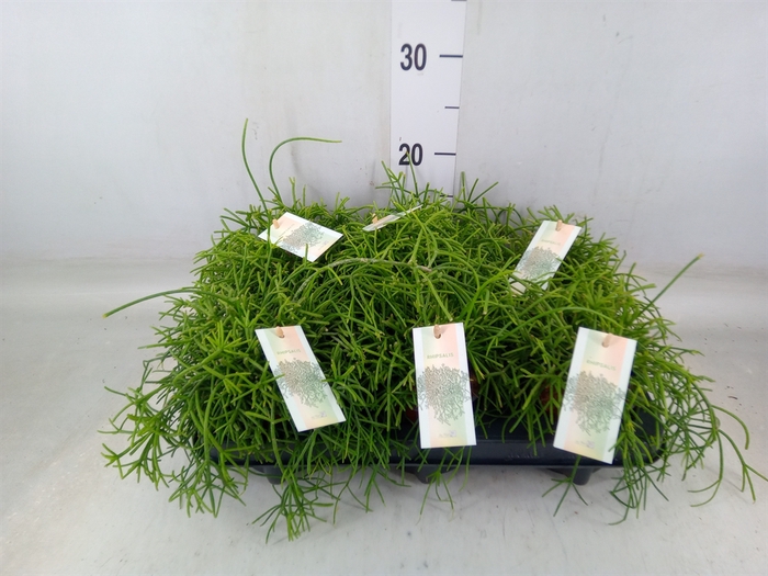 <h4>Rhipsalis baccifera subsp. horrida</h4>