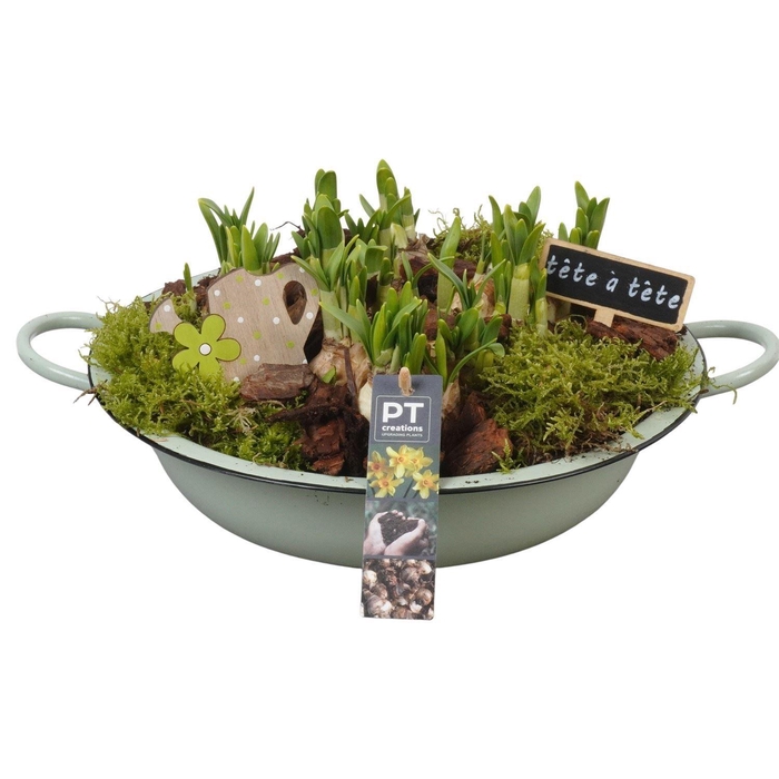 <h4>Arr.  Narcissus Tete Tete L%</h4>