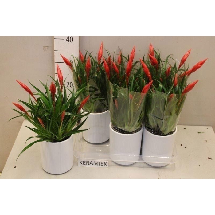 <h4>VRIES ASTRID</h4>