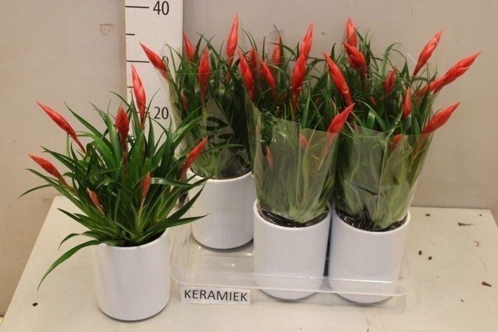 <h4>VRIES ASTRID</h4>