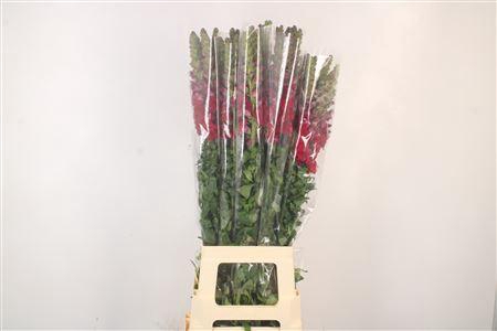 <h4>Antirrhinum It. Red</h4>