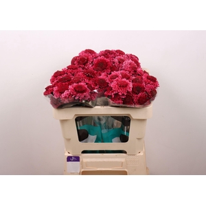 SCAB DARK CHERRY SCOOP