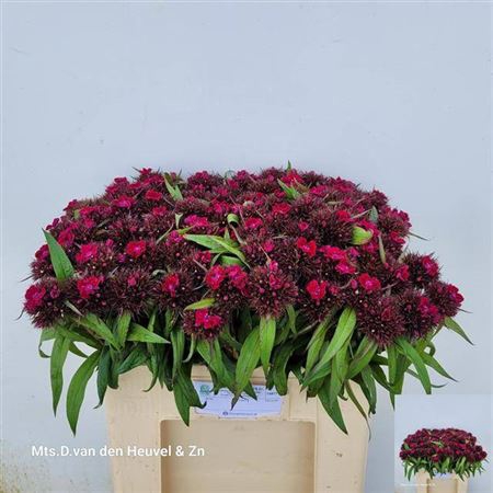 <h4>Di Barb B Purper</h4>