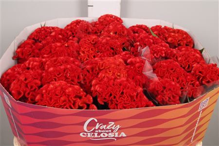 <h4>Celosia arg. CR 'Smashing'</h4>
