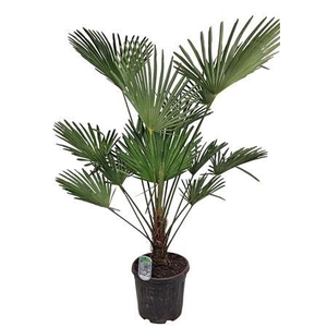 Trachycarpus Wagnerianus Nl Paspoort 140+