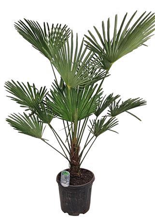 <h4>Trachycarpus Wagnerianus Nl Paspoort 140+</h4>
