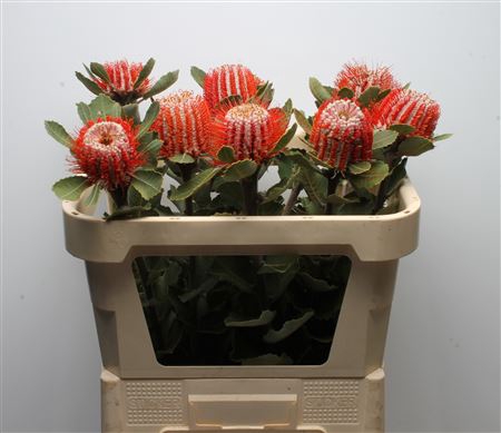 <h4>Banksia Coccinea Large</h4>