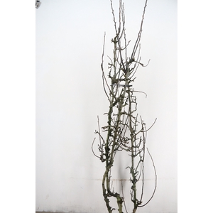 PEAR BRANCHE CONFERENCE (X3)