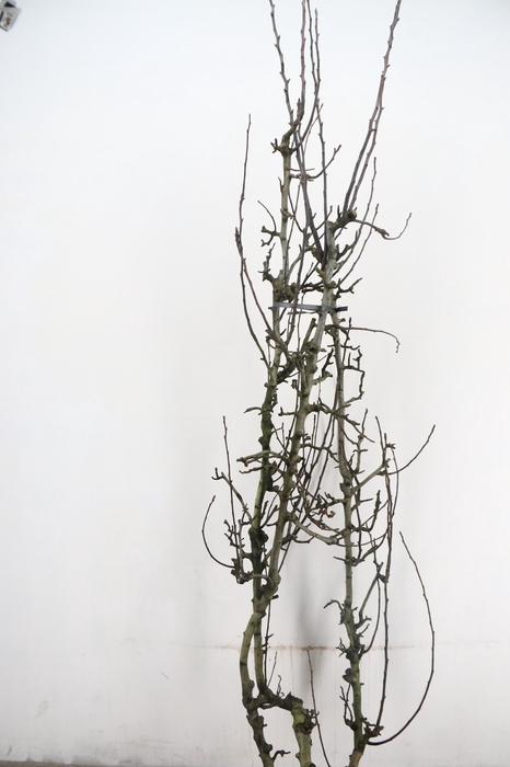 <h4>PEAR BRANCHE CONFERENCE (X3)</h4>