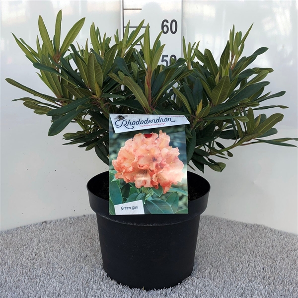 <h4>Rhodo. 'Tortois. Orange' orange/salmon</h4>