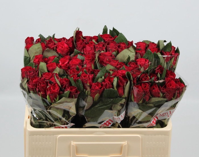 <h4>R GR RED TACAZZI+</h4>