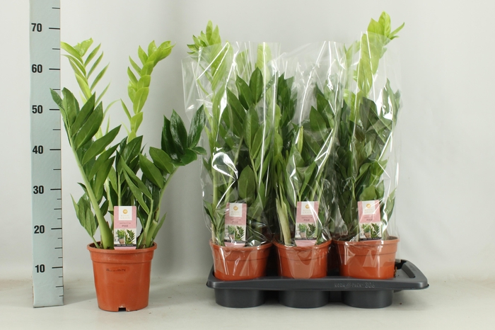 <h4>ZAMIO PIXIE</h4>