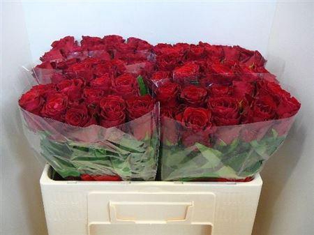 <h4>R Gr Rhodos</h4>